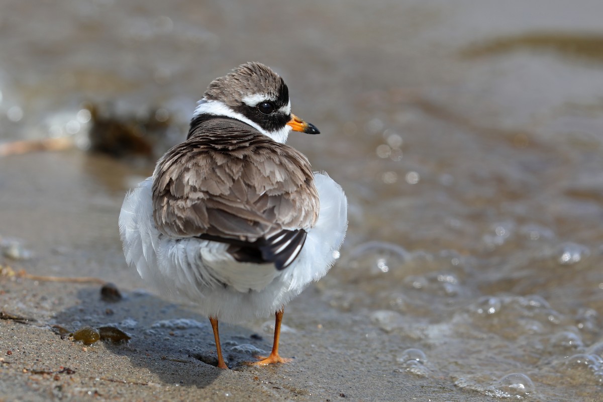 Common Ringed Plover - ML175231541