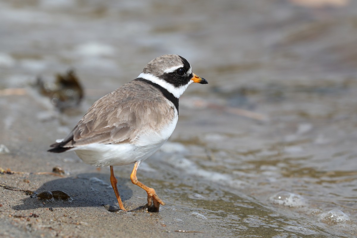 Common Ringed Plover - ML175231551