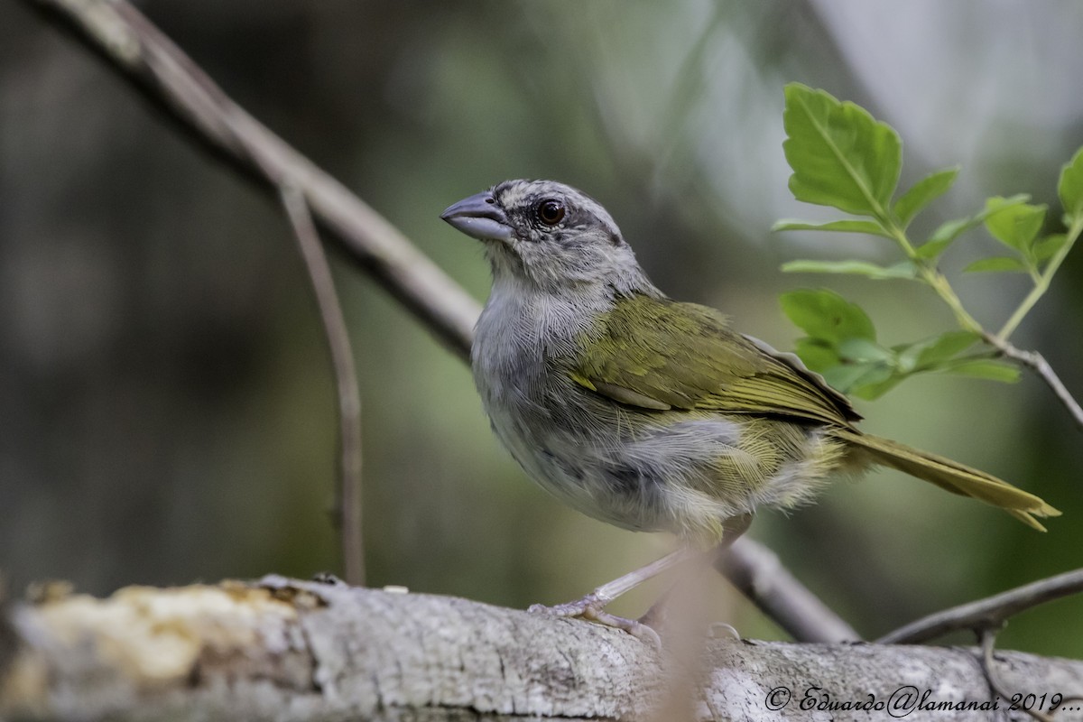 Green-backed Sparrow - Jorge Eduardo Ruano