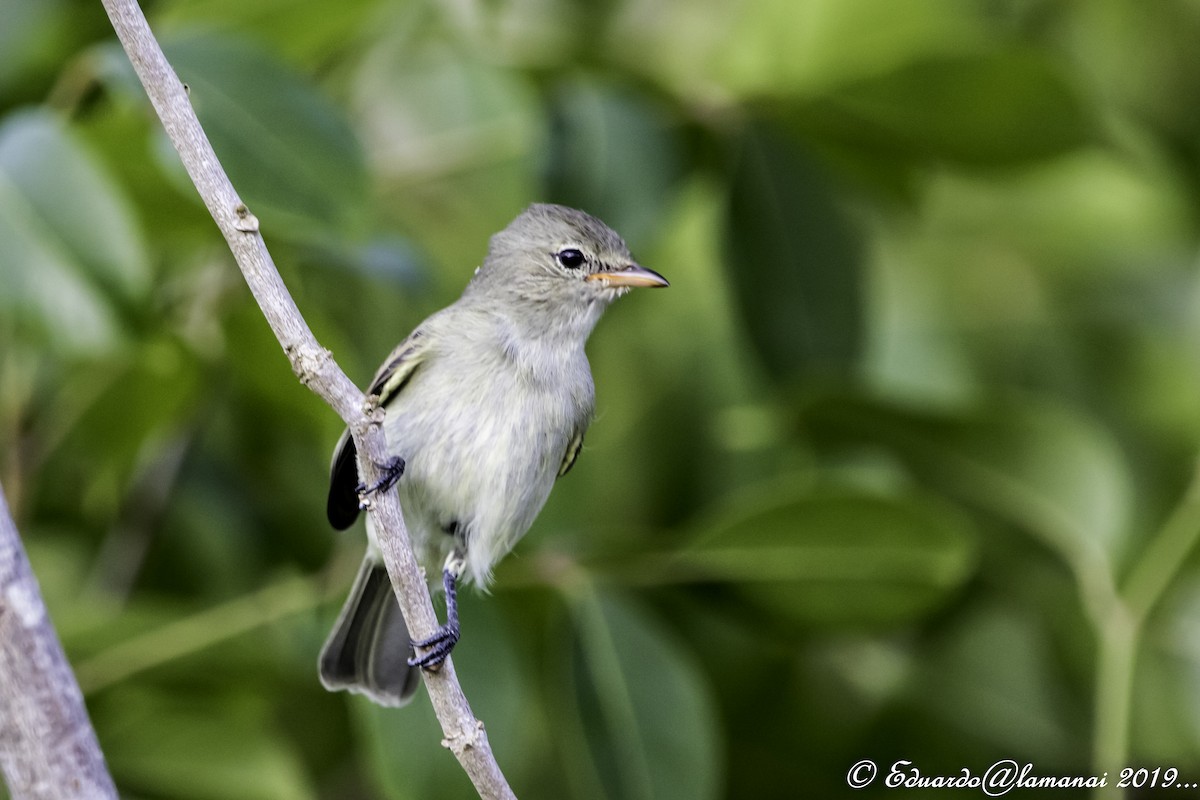 Northern Beardless-Tyrannulet - Jorge Eduardo Ruano