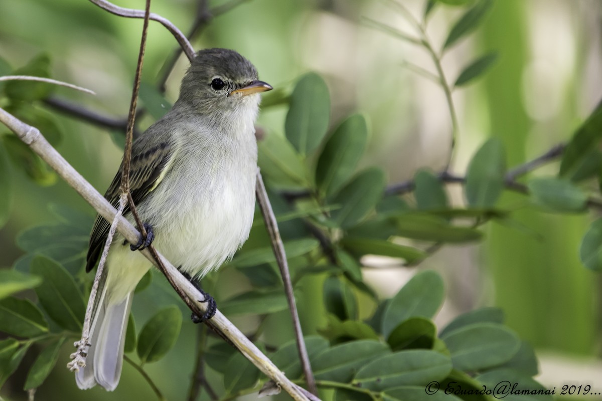 Northern Beardless-Tyrannulet - Jorge Eduardo Ruano