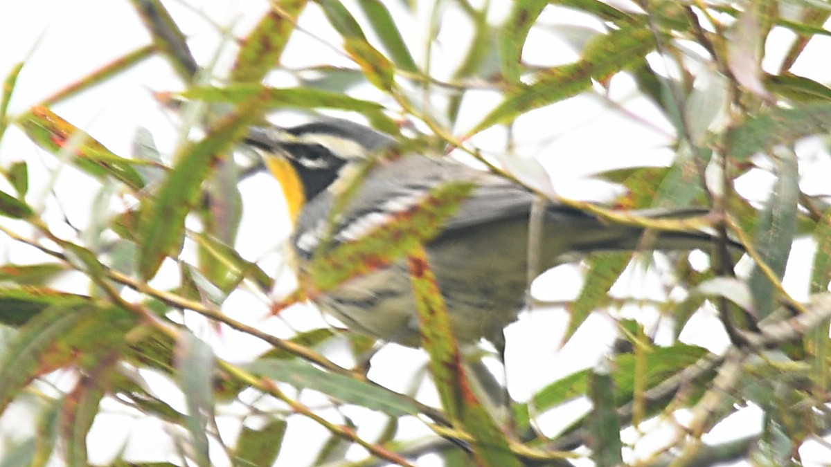 Yellow-throated Warbler - ML175235051