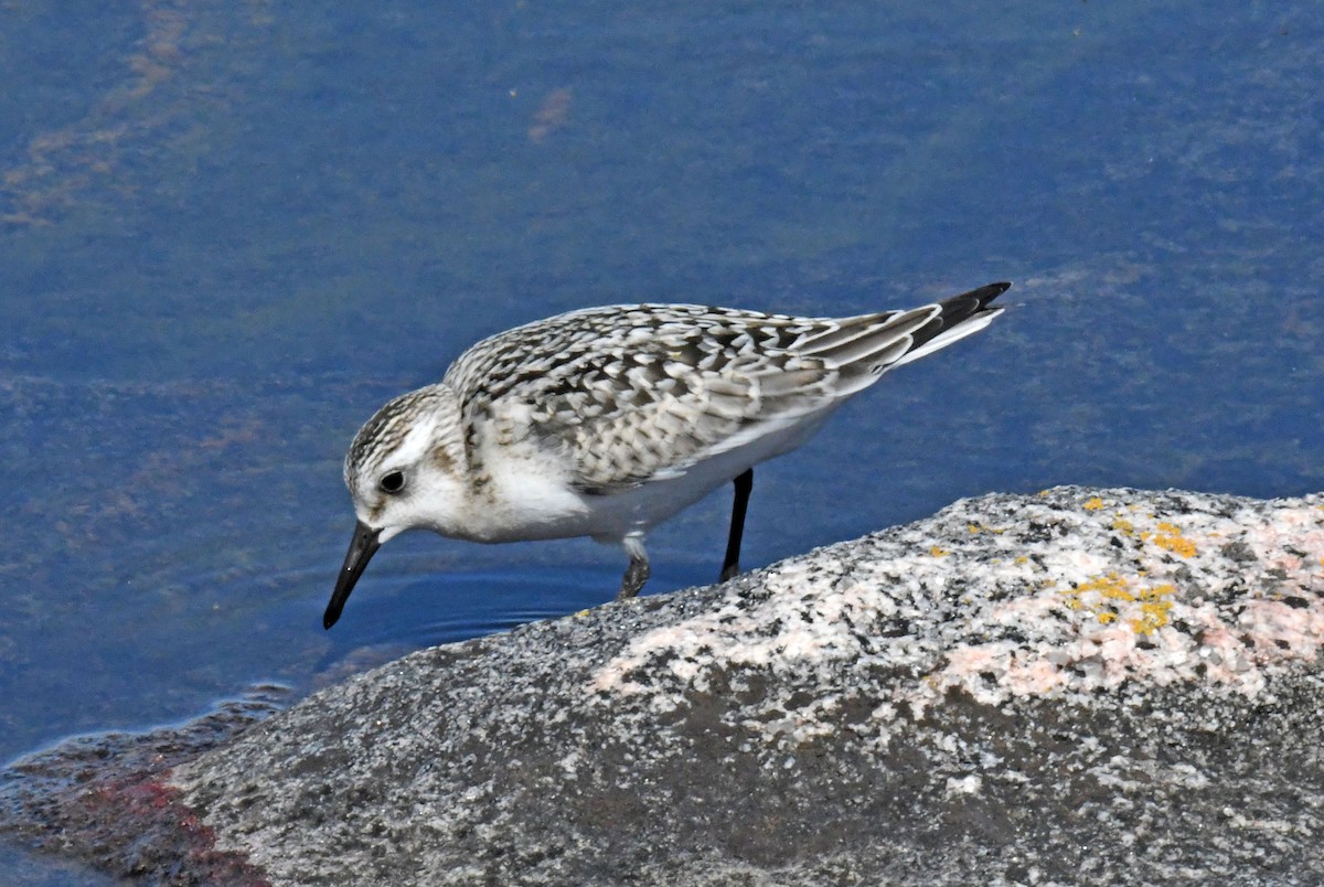 Sanderling - Michael Hatton