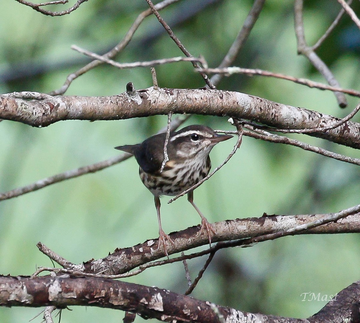 Louisiana Waterthrush - ML175236021