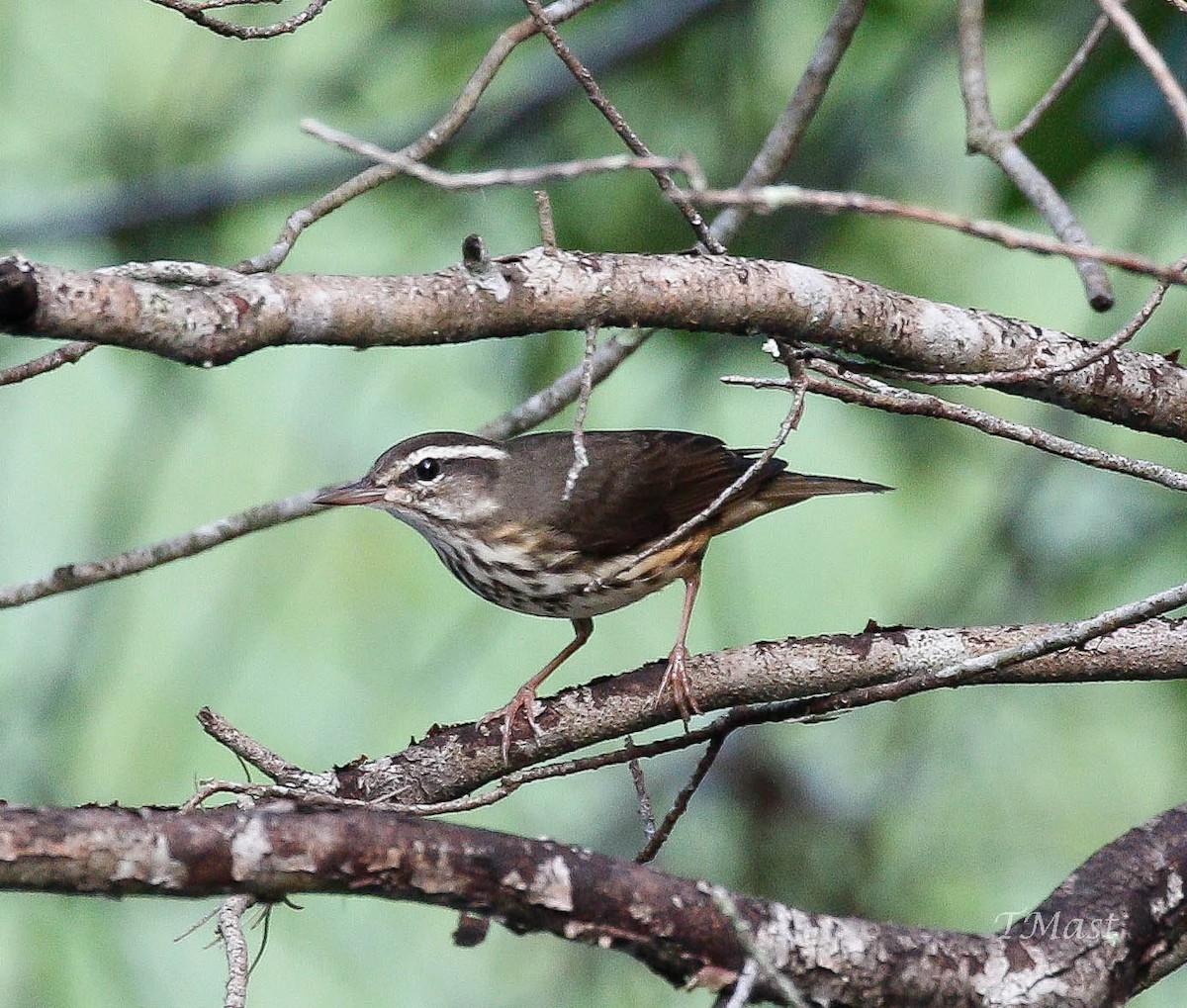 Louisiana Waterthrush - ML175236031