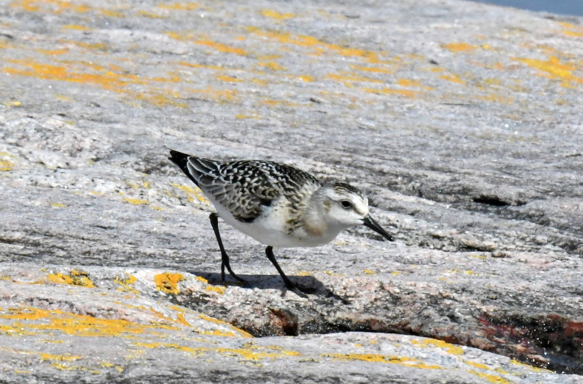 Bécasseau sanderling - ML175236321