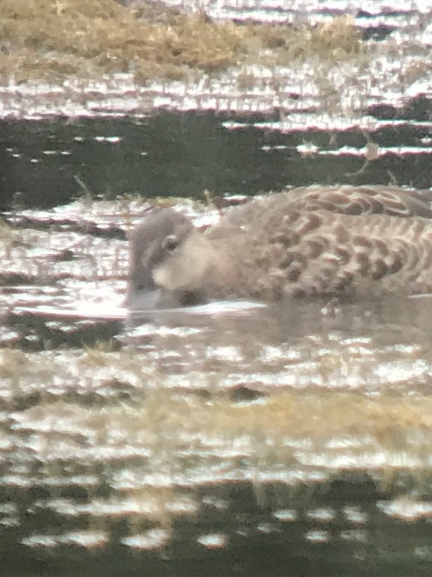 Blue-winged Teal - ML175236581