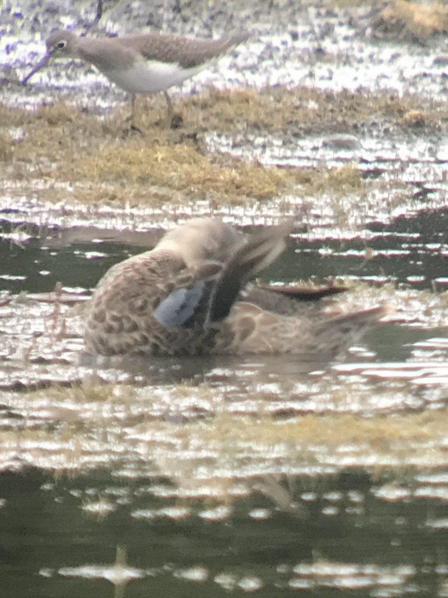 Blue-winged Teal - ML175236611