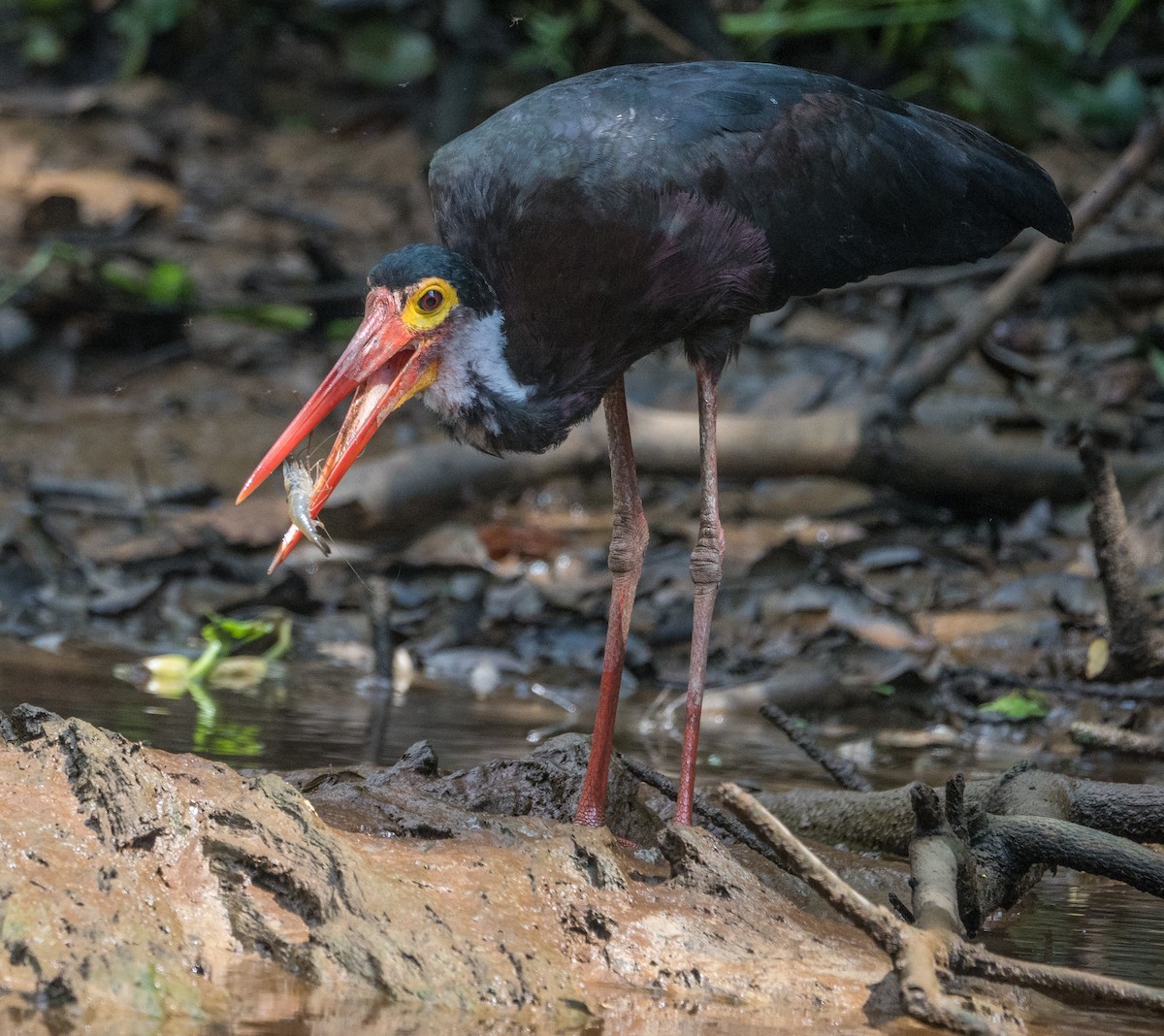 Storm's Stork - James Moore (Maryland)