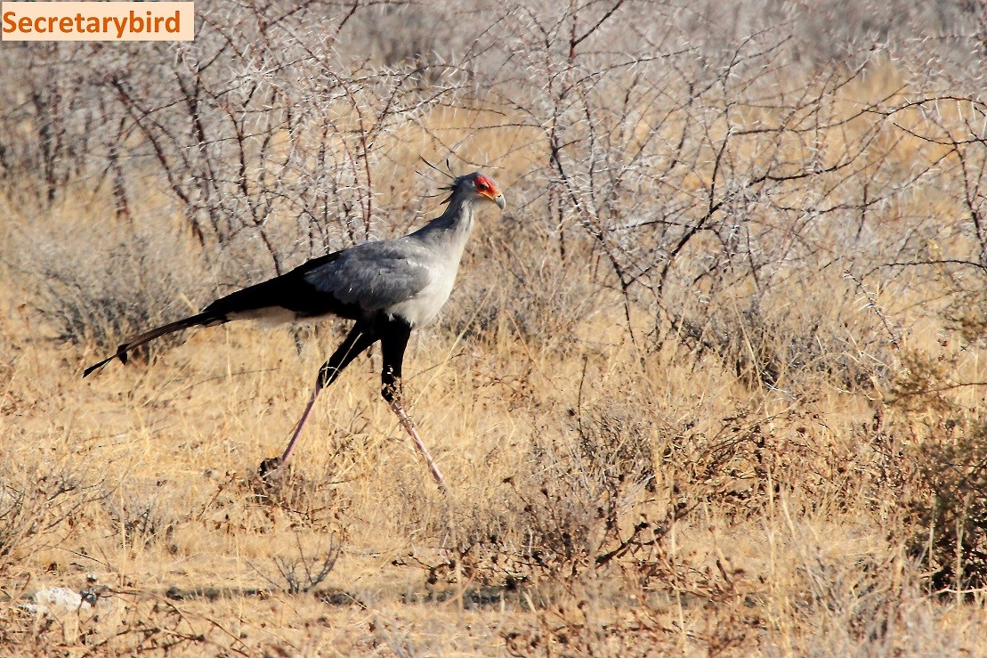 Secretarybird - Butch Carter