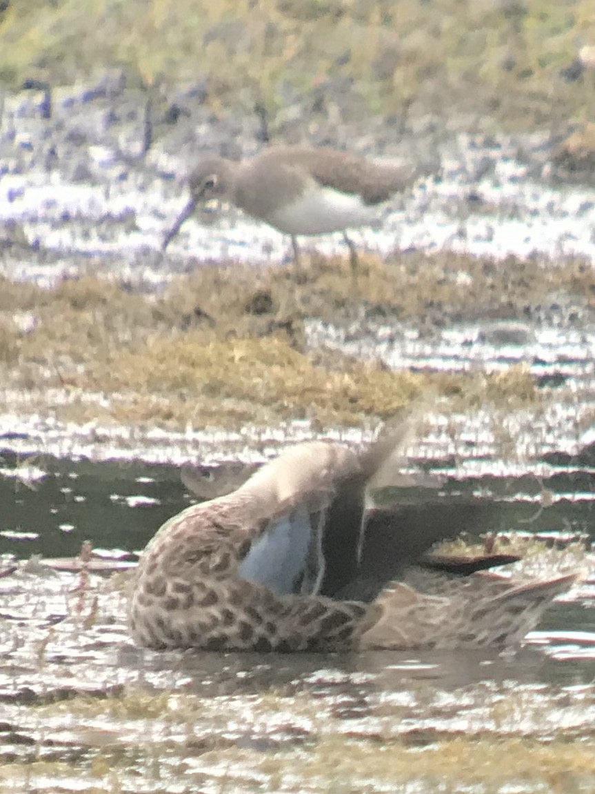 Least Sandpiper - ML175236871