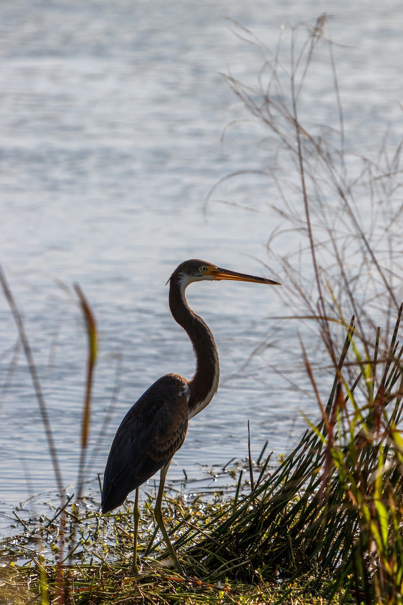 Tricolored Heron - ML175237171