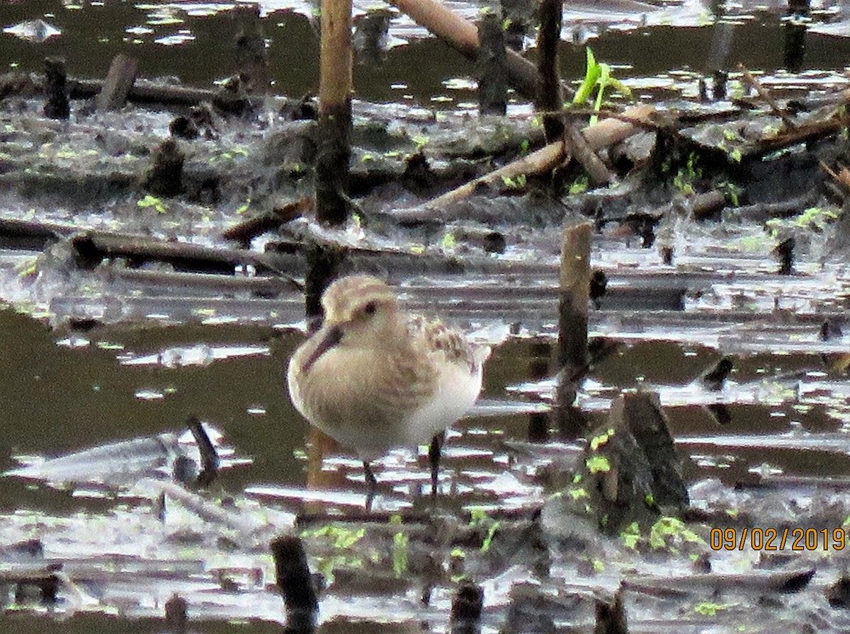 Baird's Sandpiper - dave chase