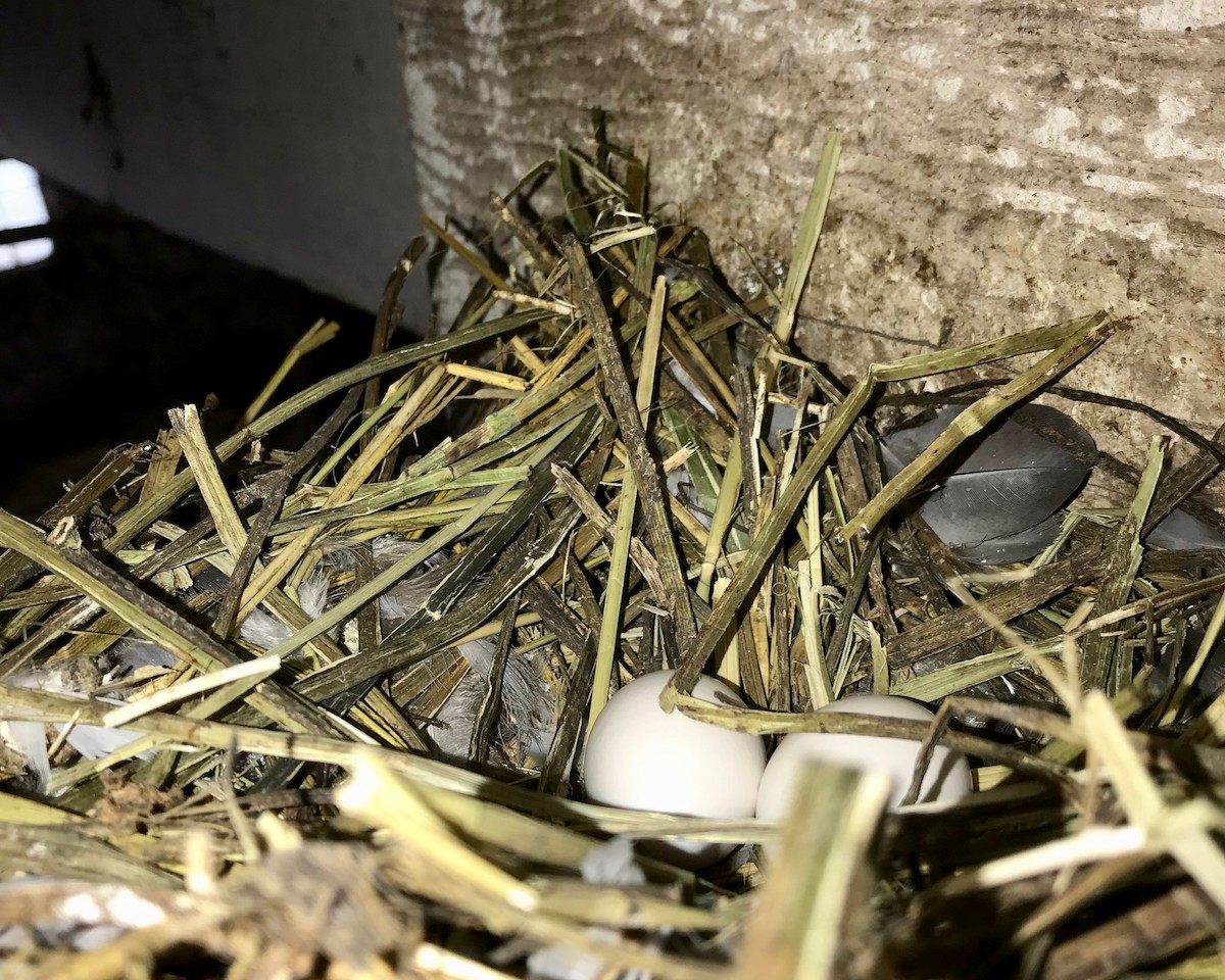 Rock Pigeon (Feral Pigeon) - Jack & Holly Bartholmai