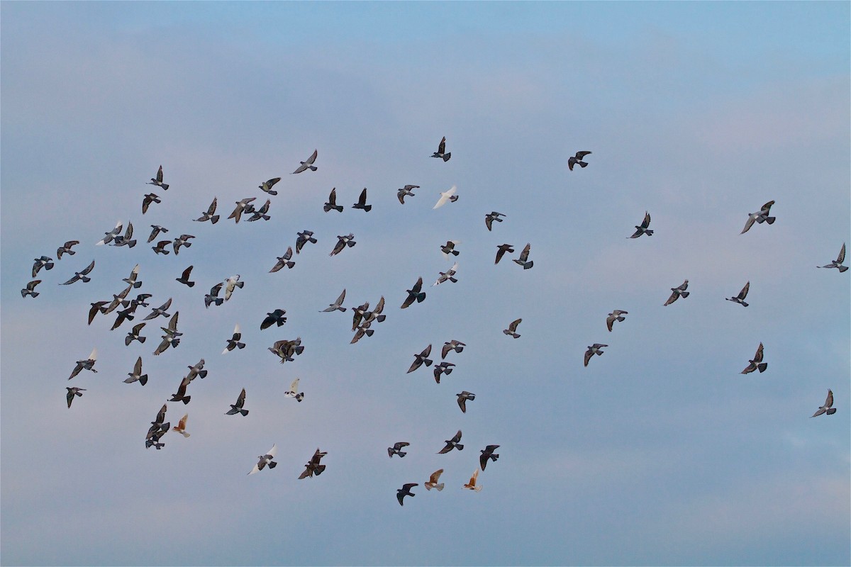 Rock Pigeon (Feral Pigeon) - Jack & Holly Bartholmai