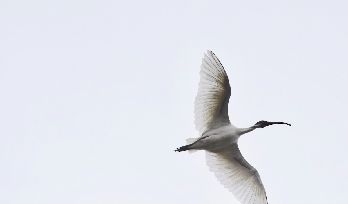 Black-headed Ibis - ML175240461