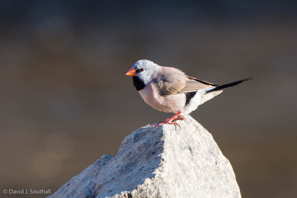 Long-tailed Finch - ML175241051