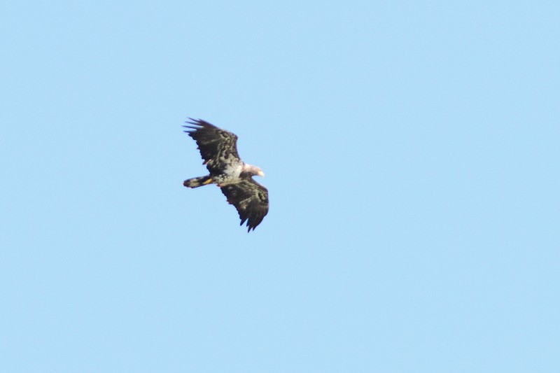 Bald Eagle - Alain Deschamps