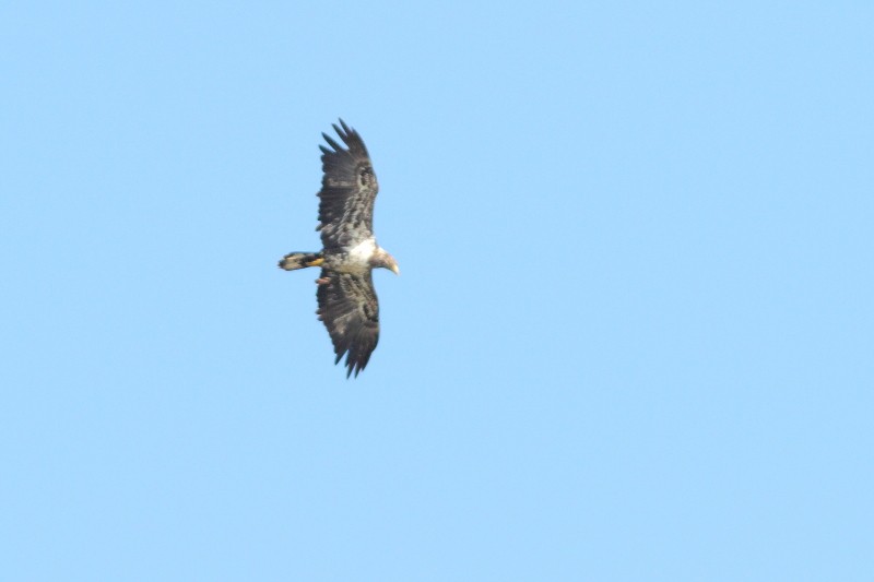 Bald Eagle - ML175243141