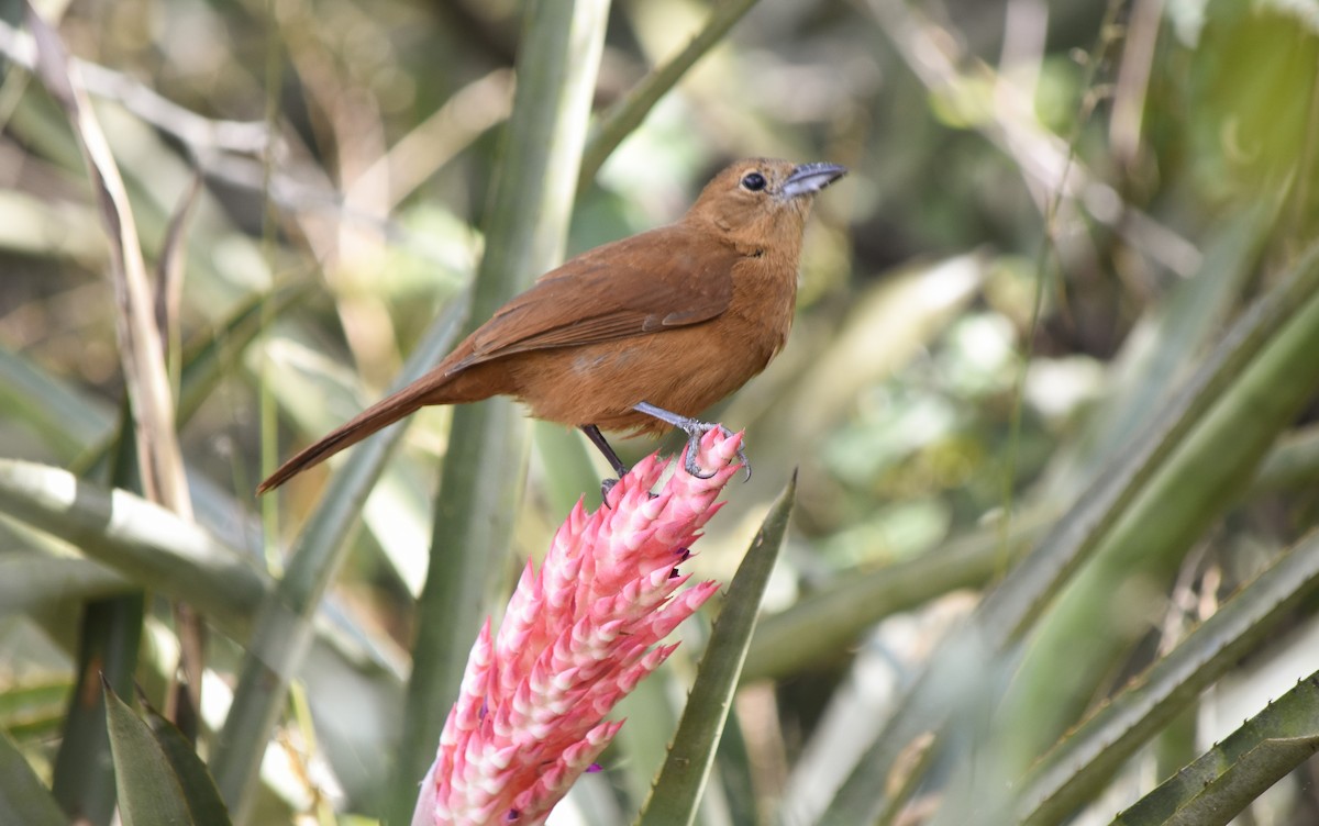 White-lined Tanager - ML175243941