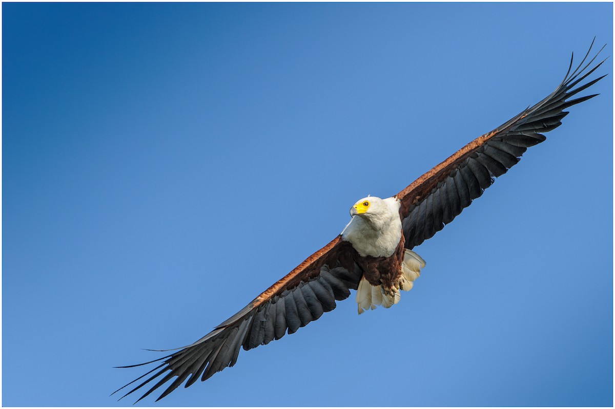 African Fish-Eagle - ML175244201