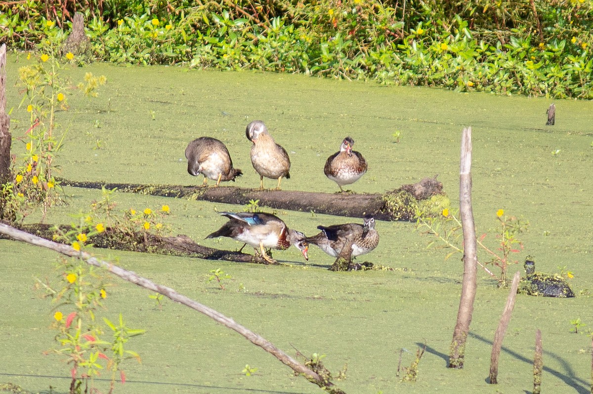 Wood Duck - ML175244461