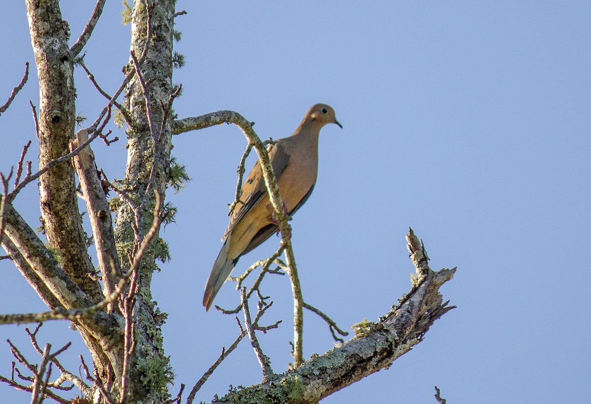 Mourning Dove - ML175244551
