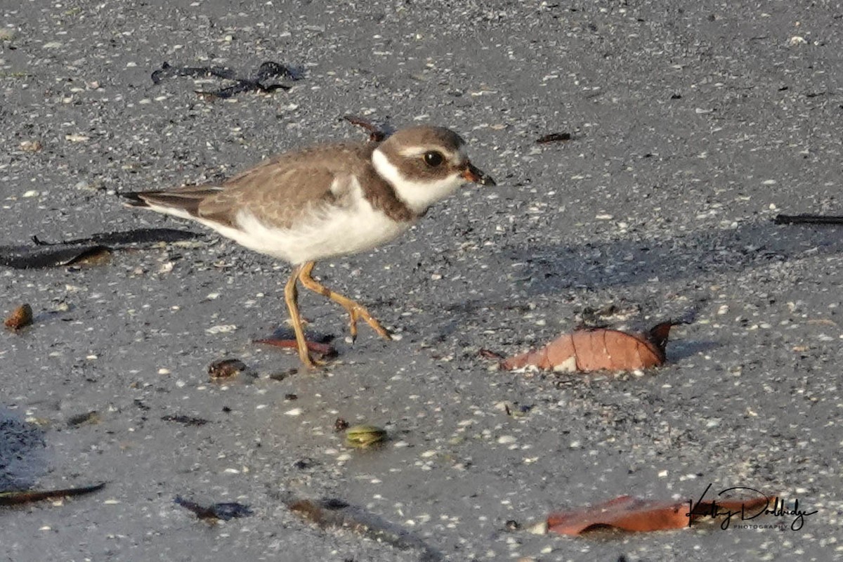 Semipalmated Plover - ML175245171