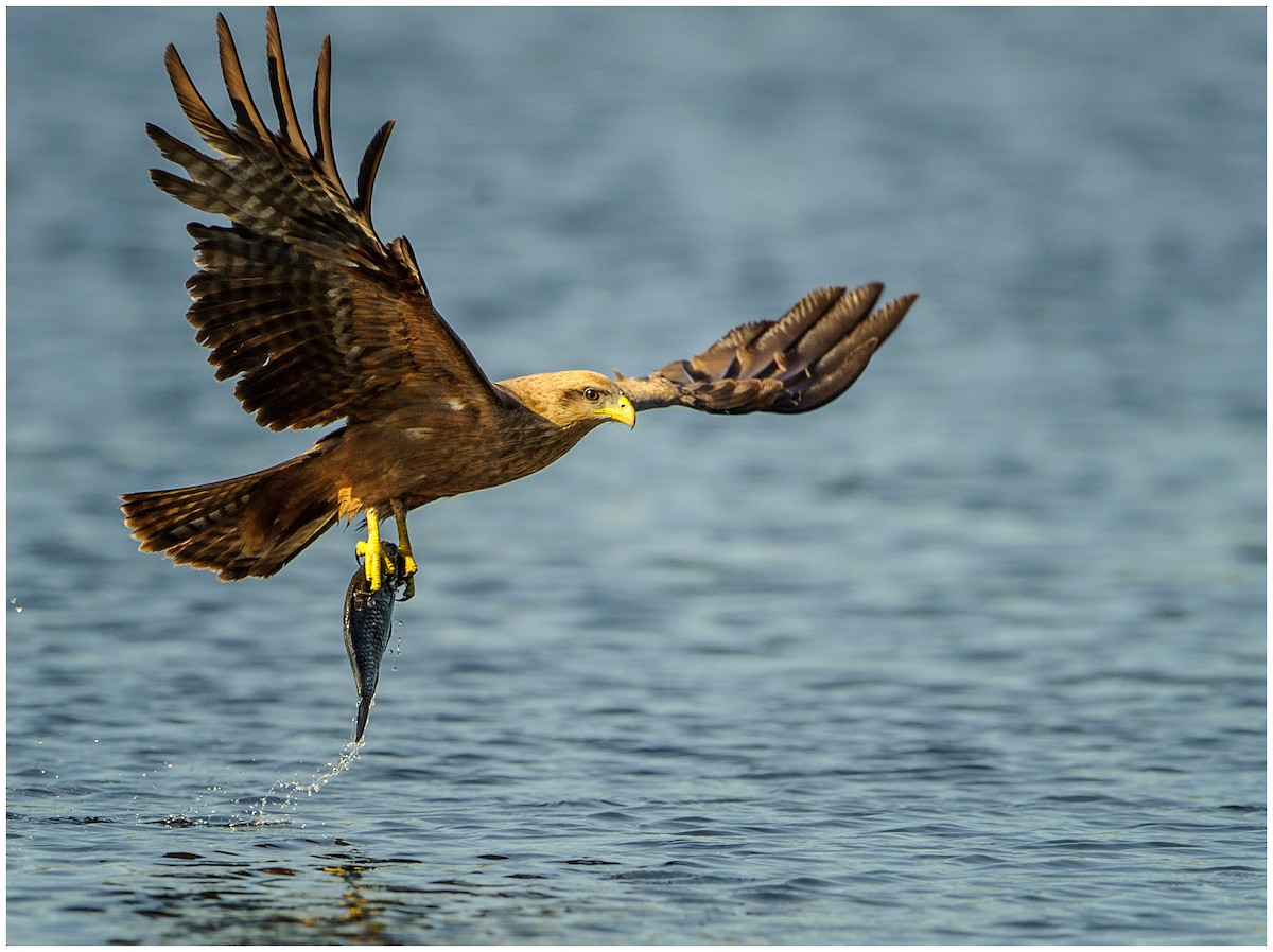 Black Kite (Yellow-billed) - ML175245231