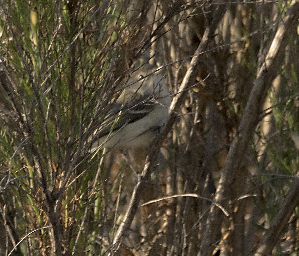 Bell's Vireo (Least) - Terry  Hurst