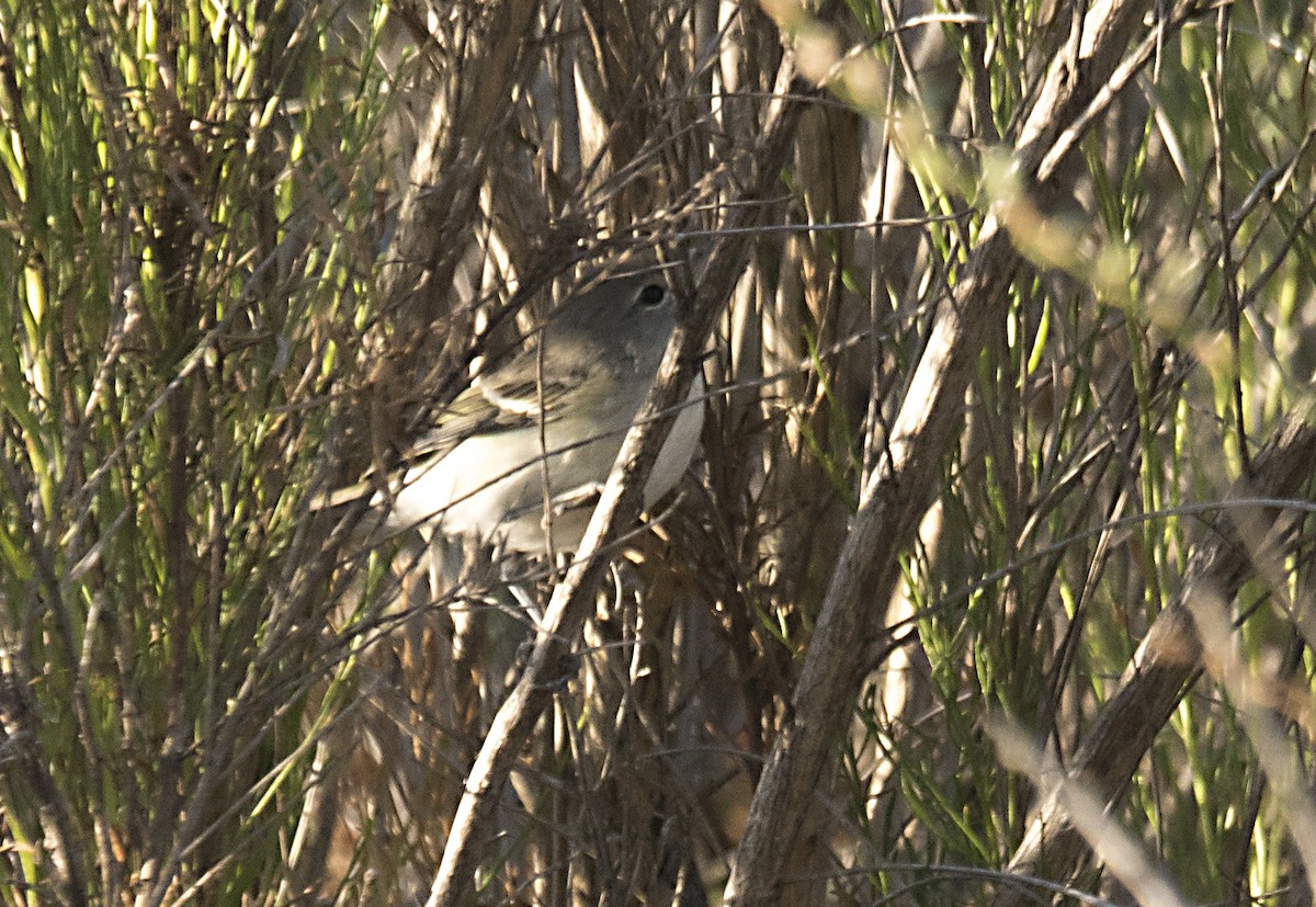 Bell's Vireo (Least) - Terry  Hurst