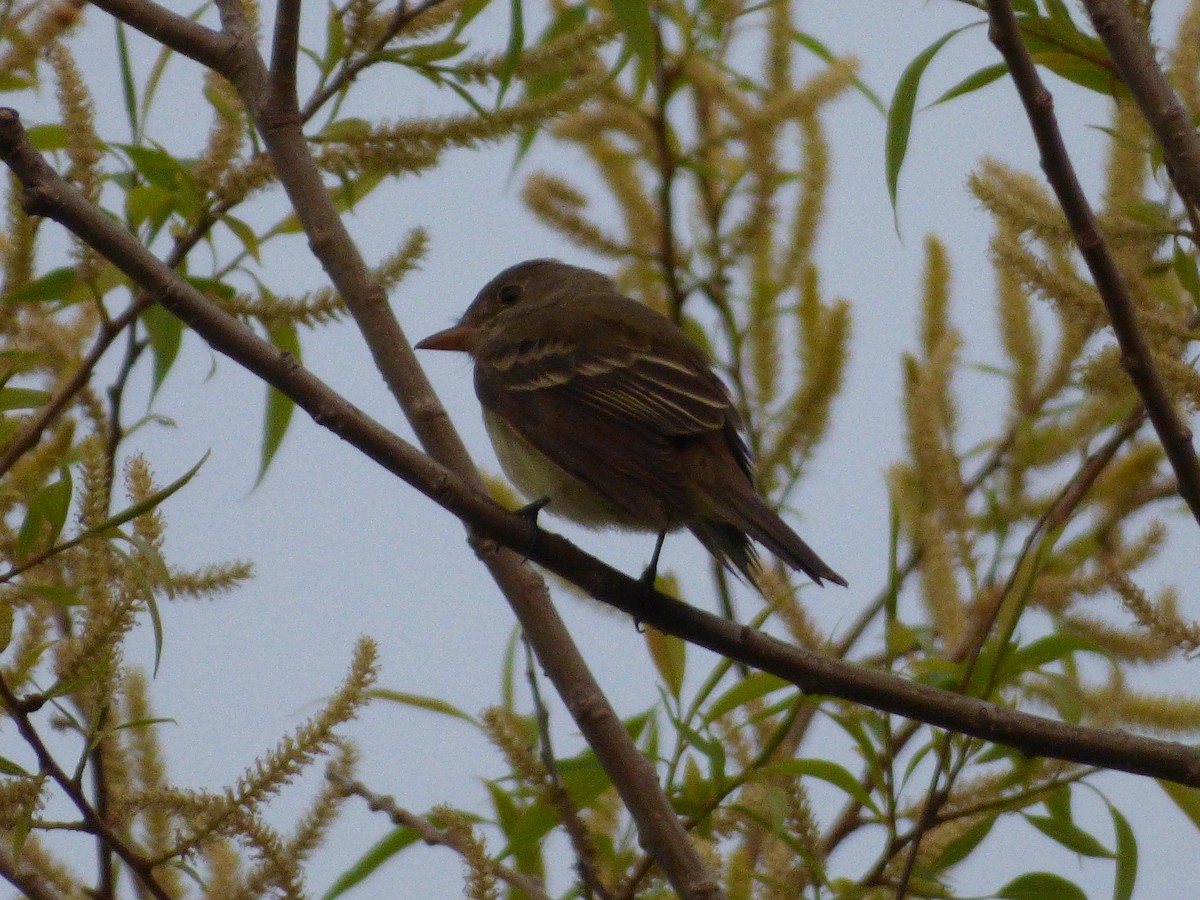 Alder Flycatcher - ML175247281