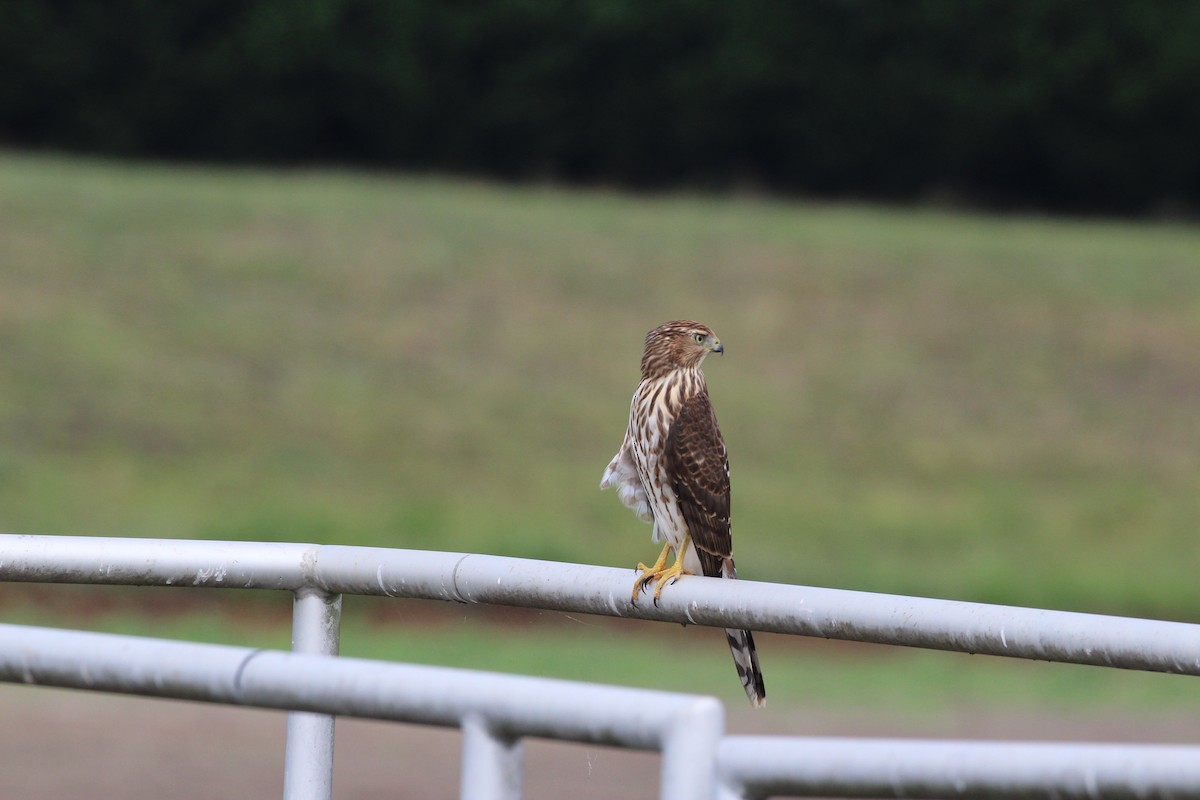 Sharp-shinned/Cooper's Hawk - ML175247341