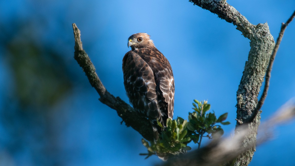 Red-shouldered Hawk - Philip Robinson