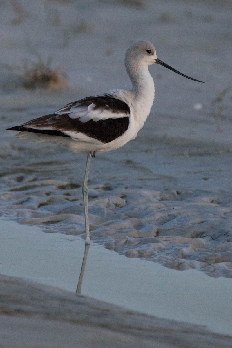 American Avocet - Pam Koepf