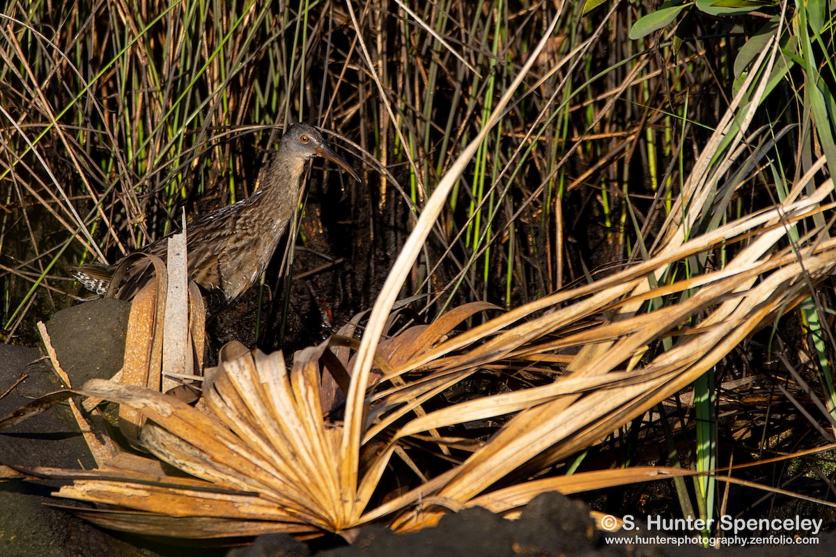 Clapper Rail (Gulf Coast) - ML175249111