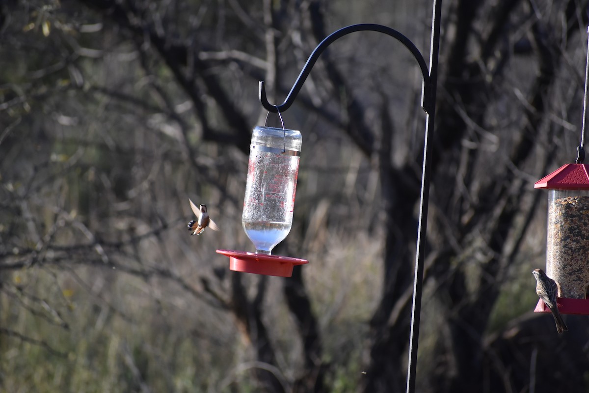 Broad-tailed Hummingbird - ML175250181