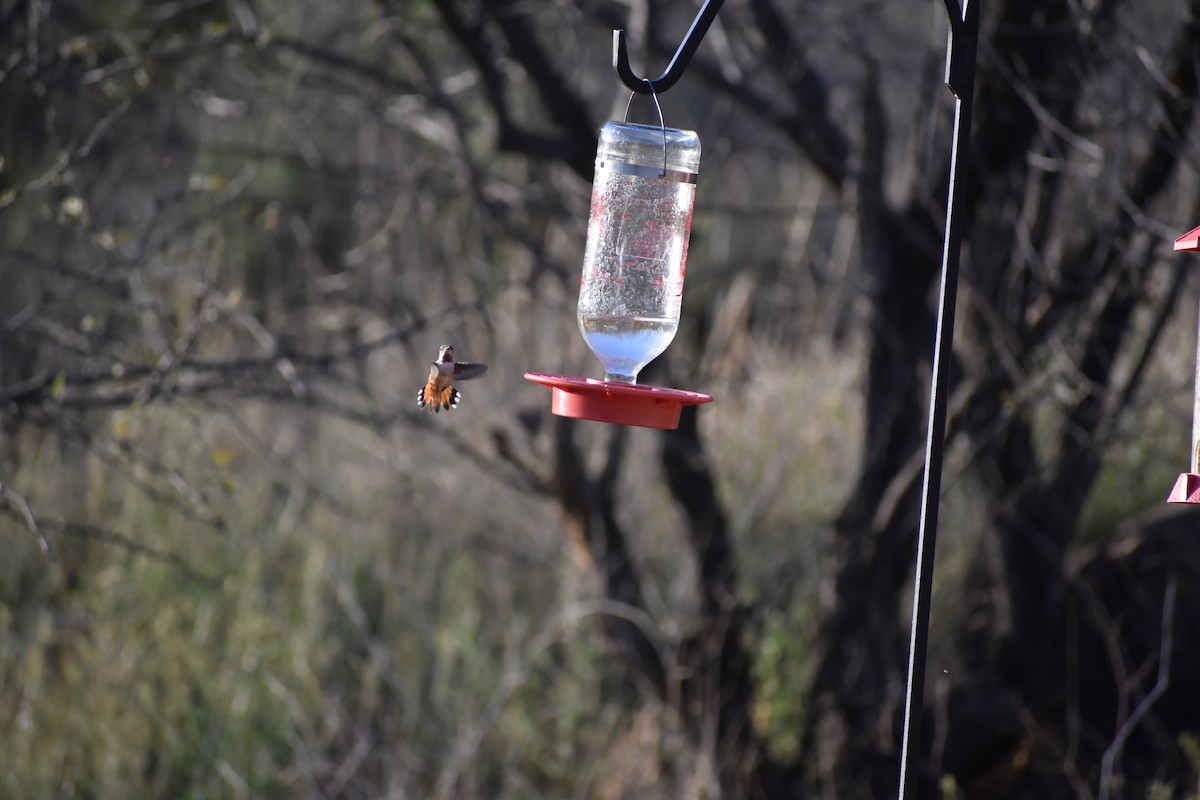 Broad-tailed Hummingbird - ML175250211