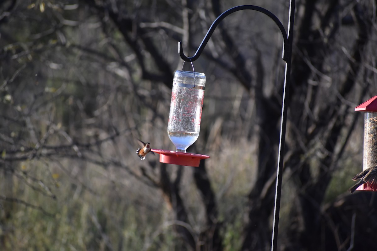 Broad-tailed Hummingbird - ML175250231