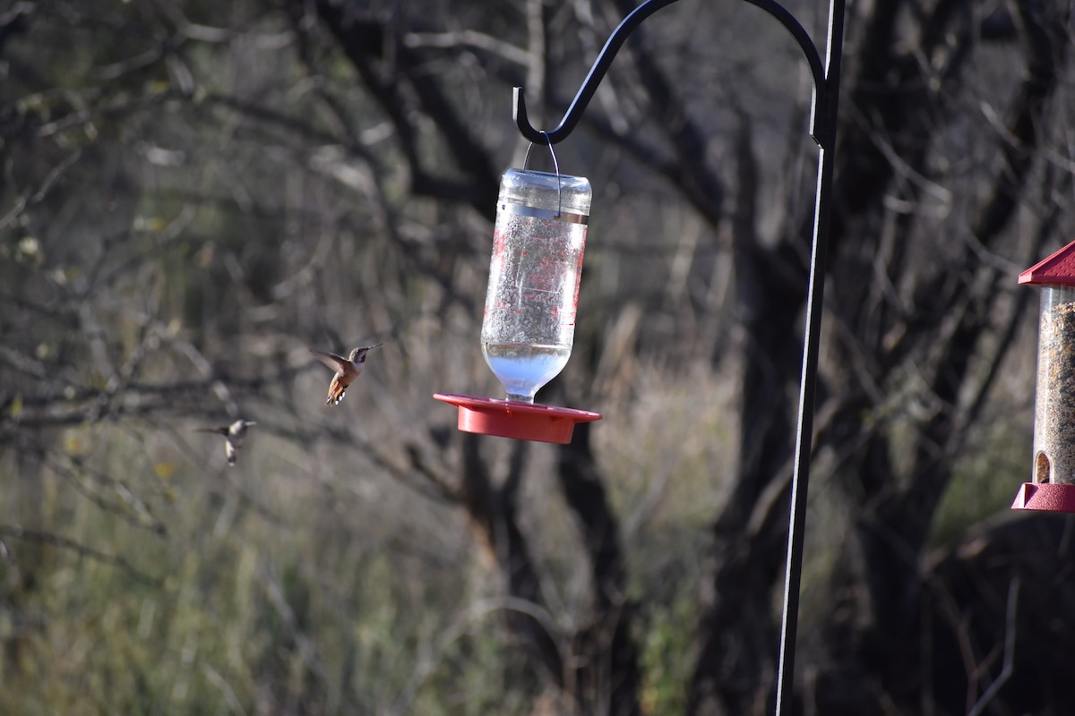 Broad-tailed Hummingbird - ML175250251