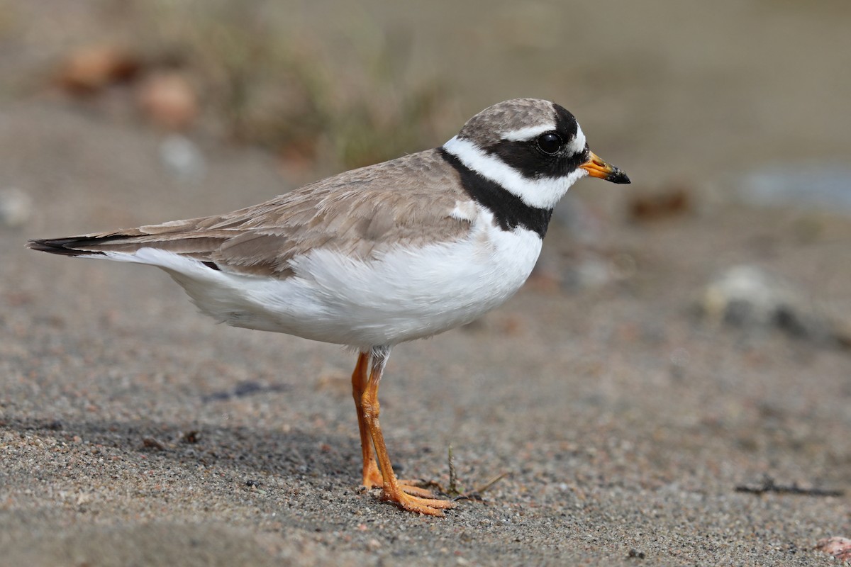 Common Ringed Plover - ML175251471