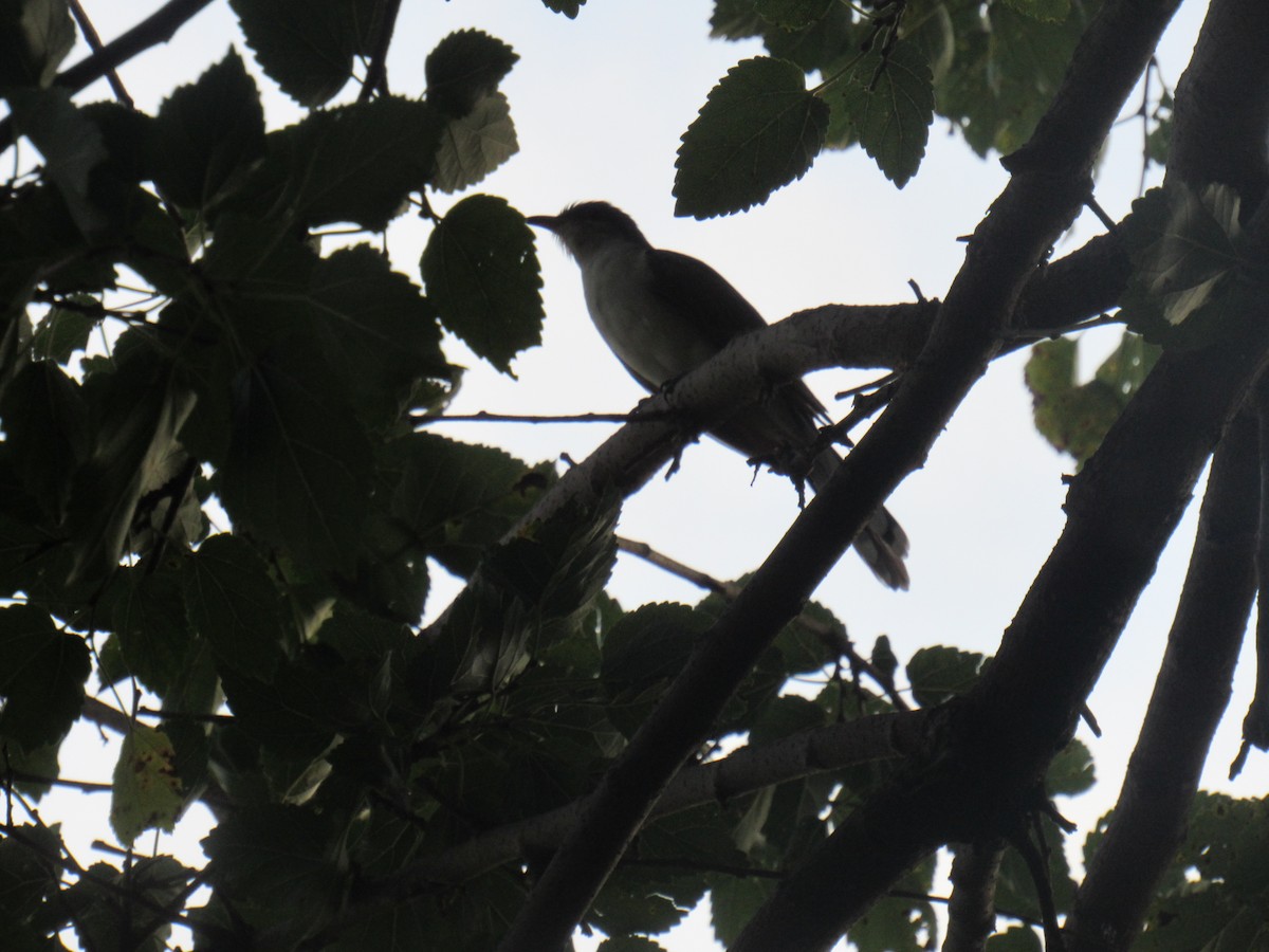 Yellow-billed Cuckoo - ML175251801