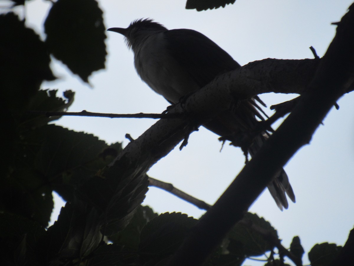 Yellow-billed Cuckoo - ML175251811