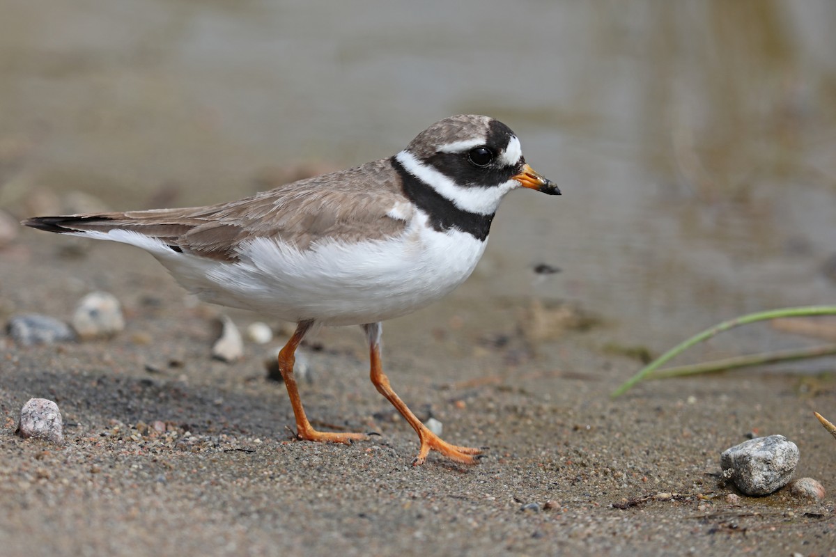 Common Ringed Plover - ML175252031