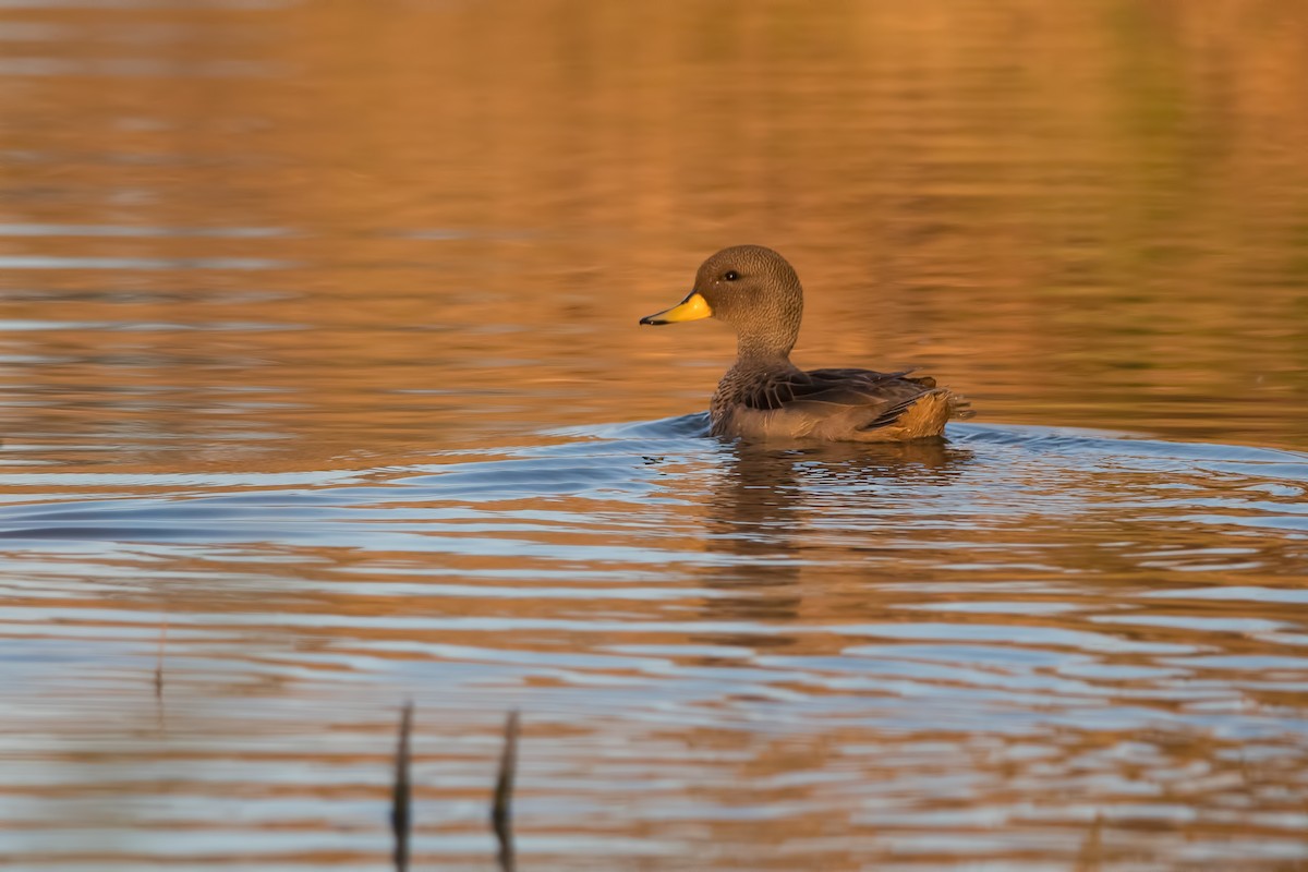 Yellow-billed Teal - ML175253941