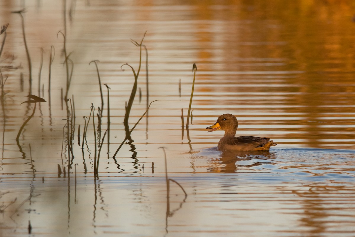 Yellow-billed Teal - ML175254021