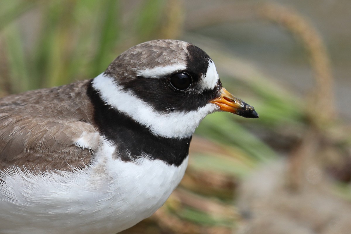 Common Ringed Plover - ML175255991