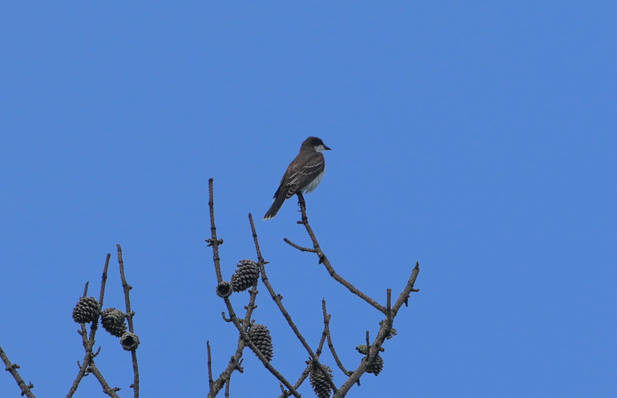 Eastern Kingbird - ML175257491