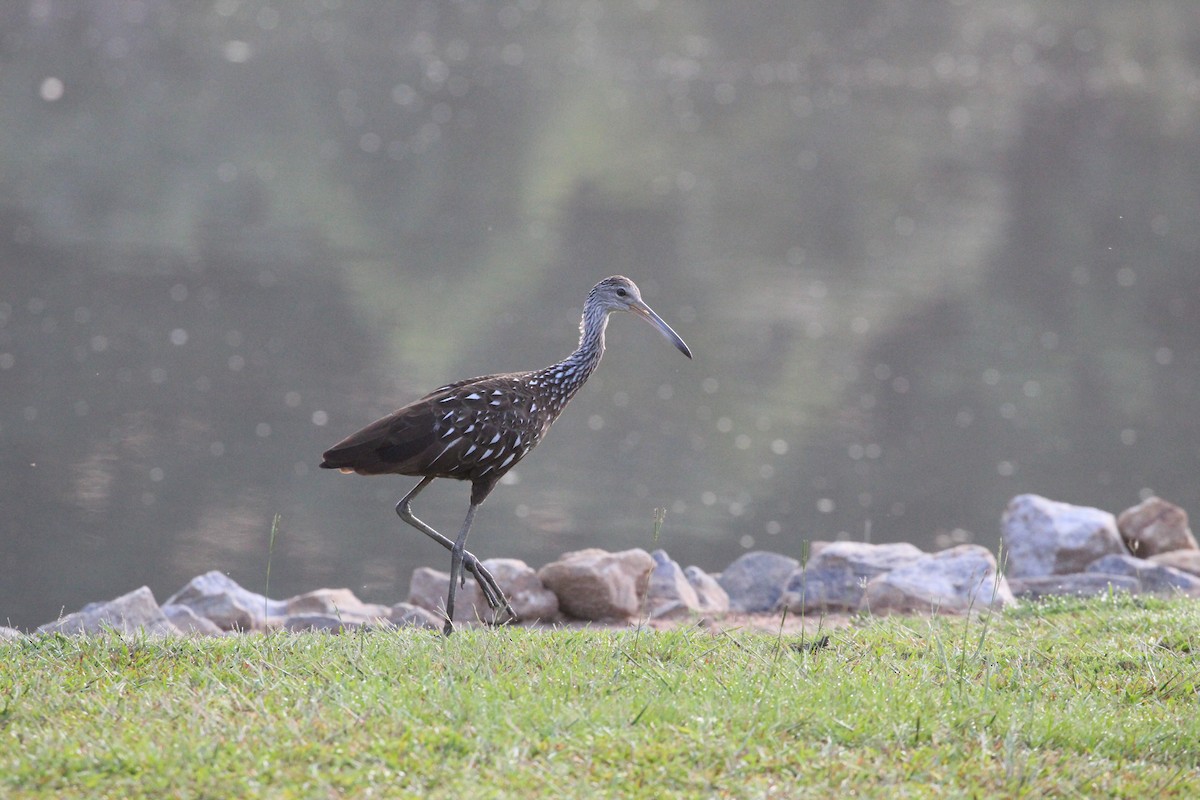 Limpkin - ML175258951