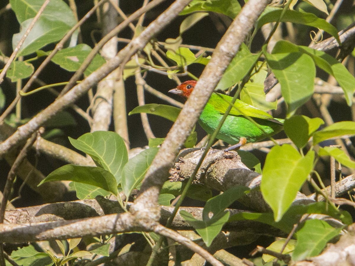 Bay-headed Tanager - ML175260311